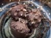 _LZP0220.jpg